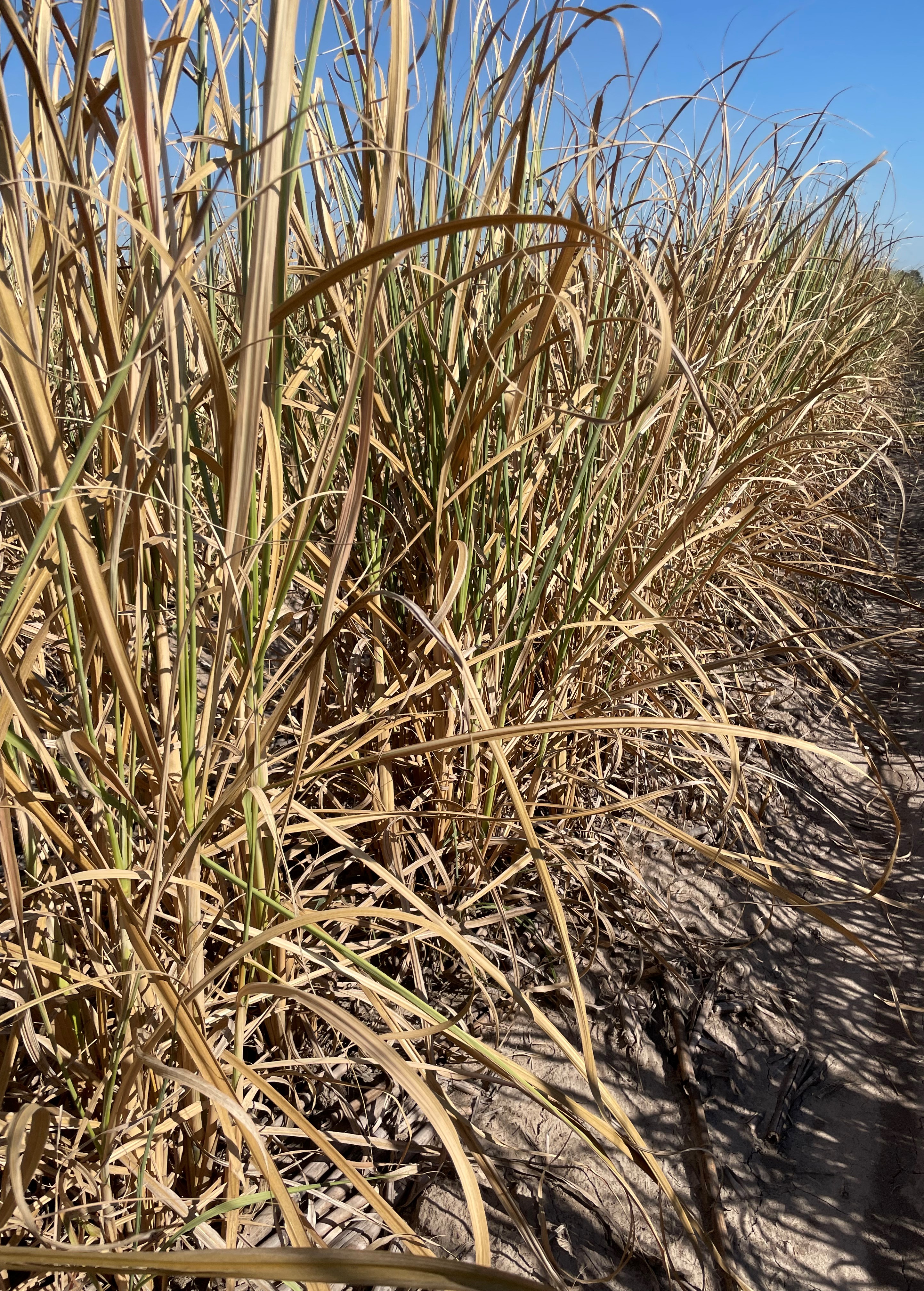 Drought, excessive heat cause $1.69B in damage to Louisiana agriculture, forestry
